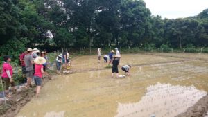 Volunteers helping to transplant seedlings in Lai Chi Wo. 義工們在茘枝窩幫忙搬運秧苗和插秧。