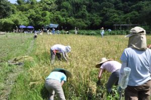 Volunteers sweating under the sun helping with the harvest. 義工們在烈日下大汗淋漓地幫忙收割。
